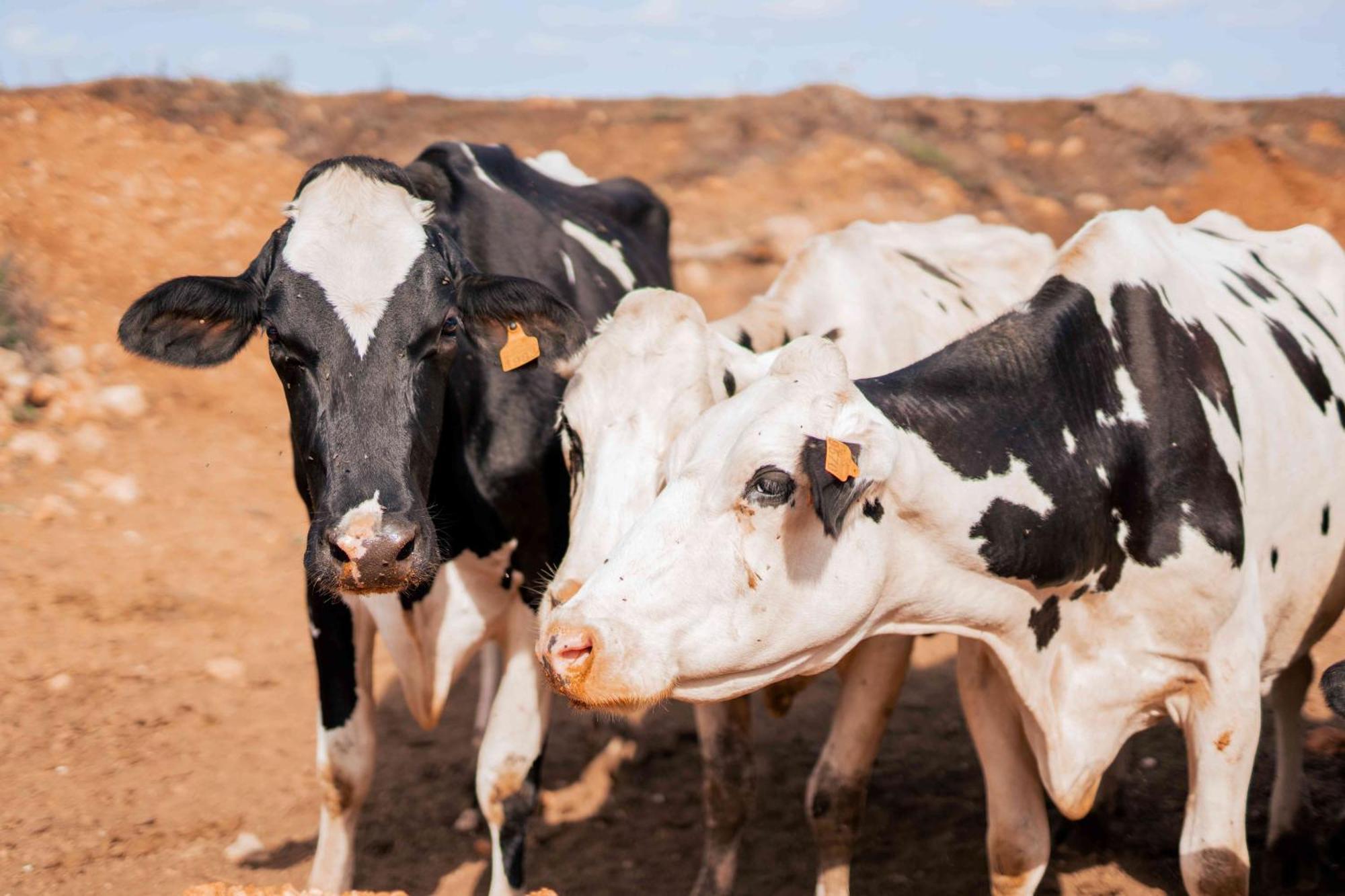 Séjour à la ferme Son Barcelo Mas *