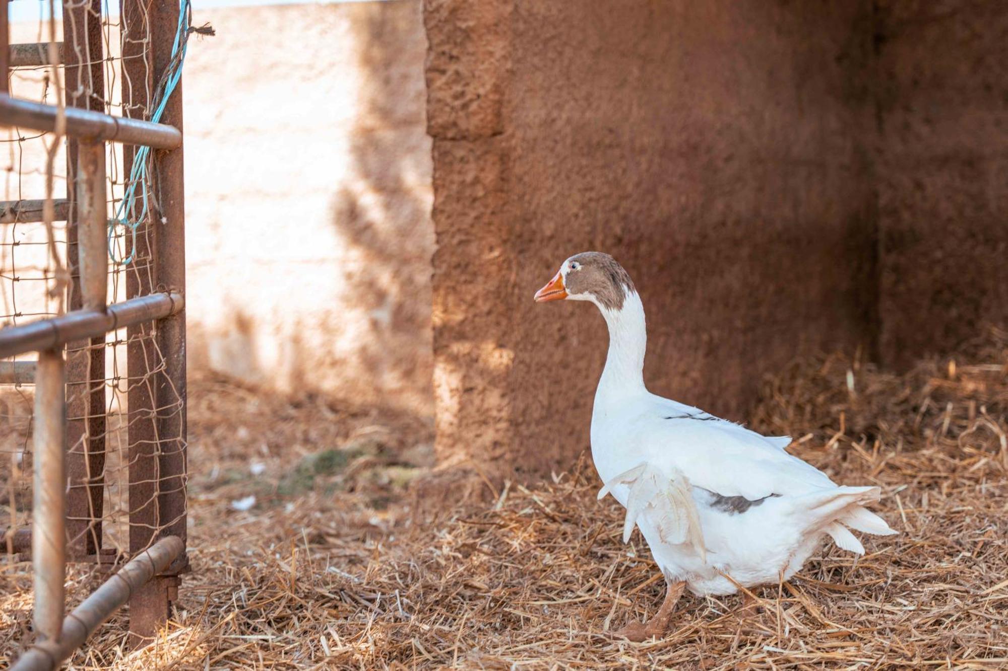 Son Barcelo Mas Séjour à la ferme Campos (Mallorca)