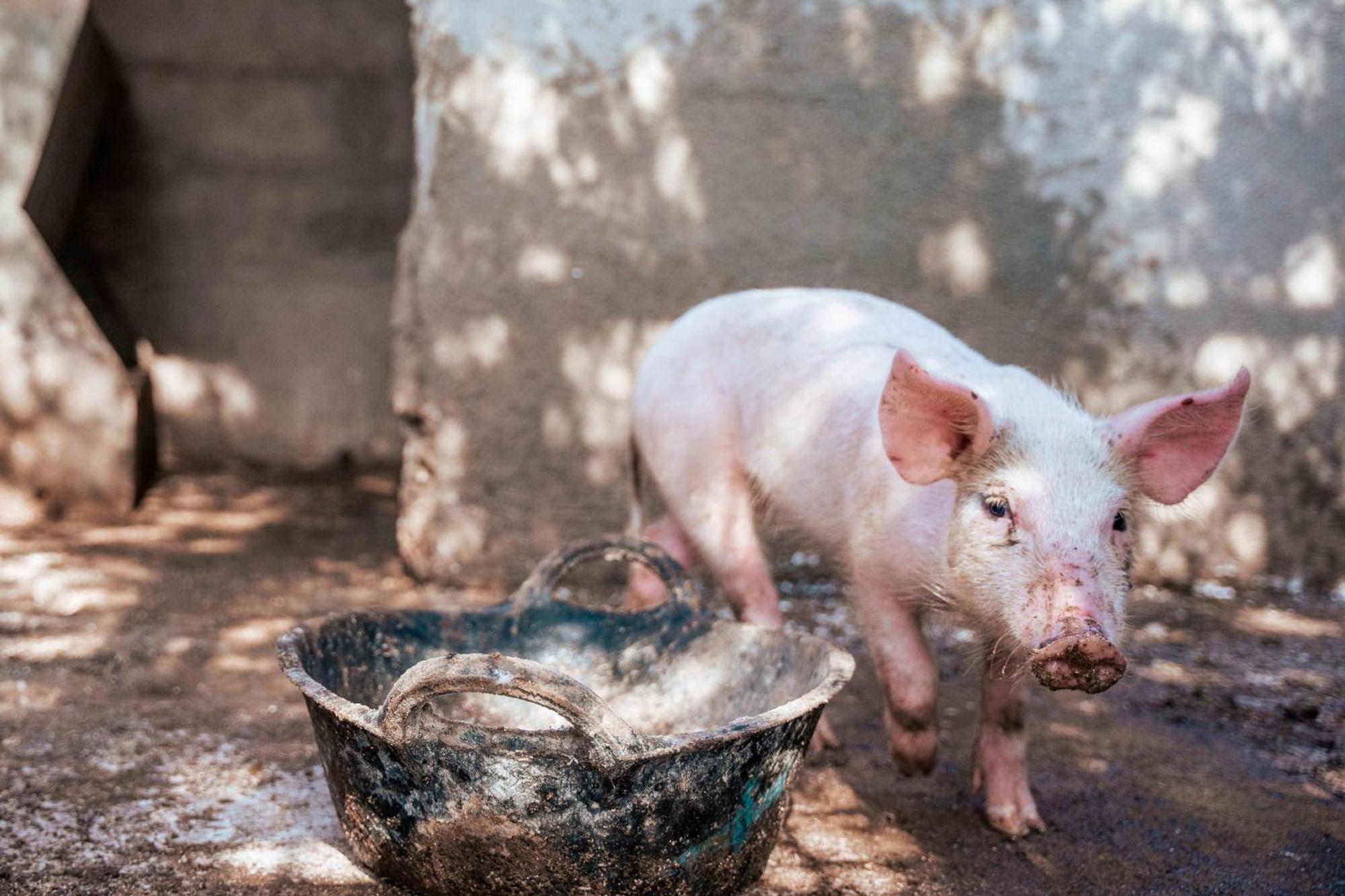 Séjour à la ferme Son Barcelo Mas