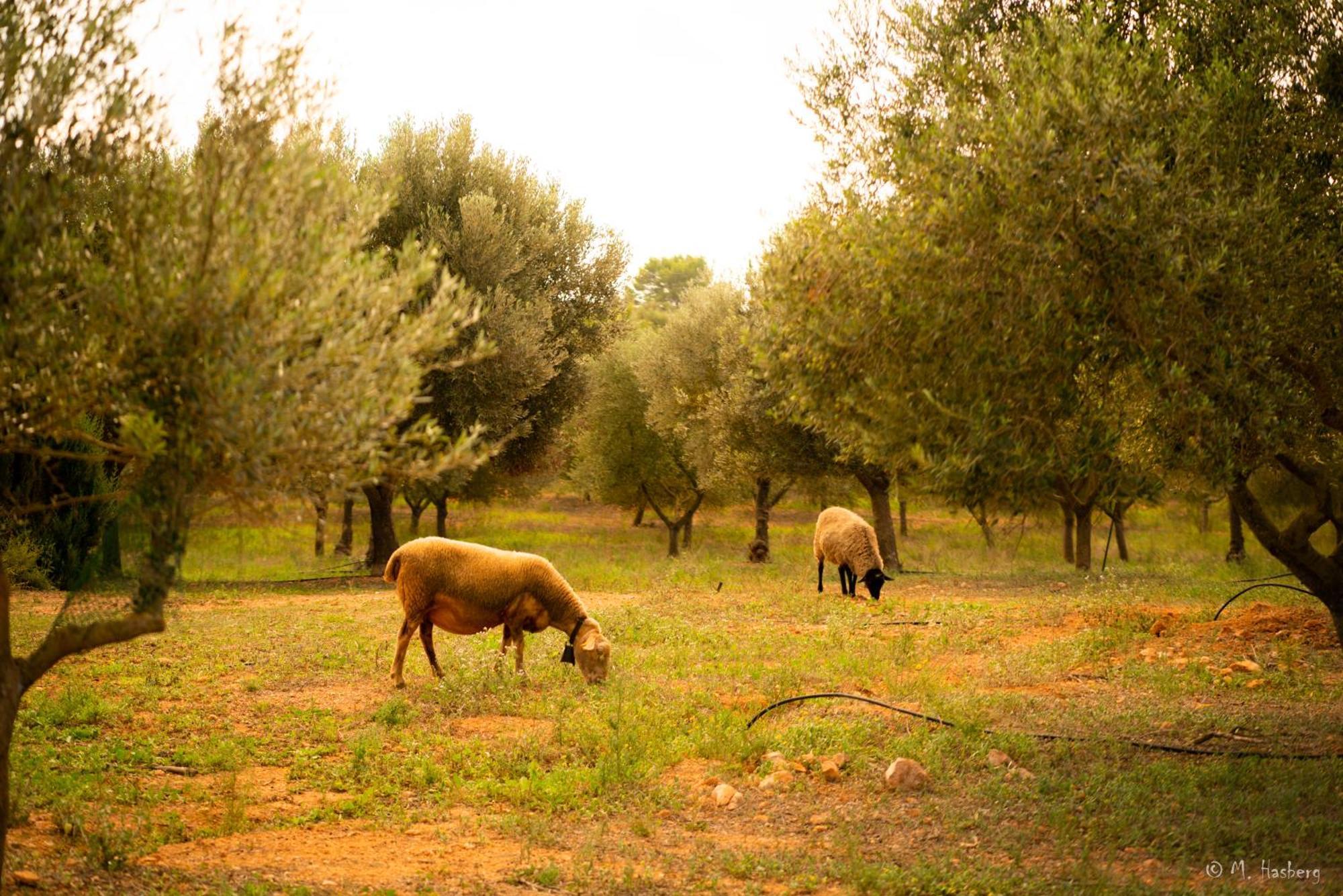 Son Barcelo Mas Séjour à la ferme Campos (Mallorca)